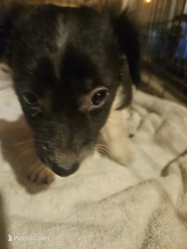 Butter (Call-Text) – Chihuahua puppy for sale in Cape Girardeau, MO