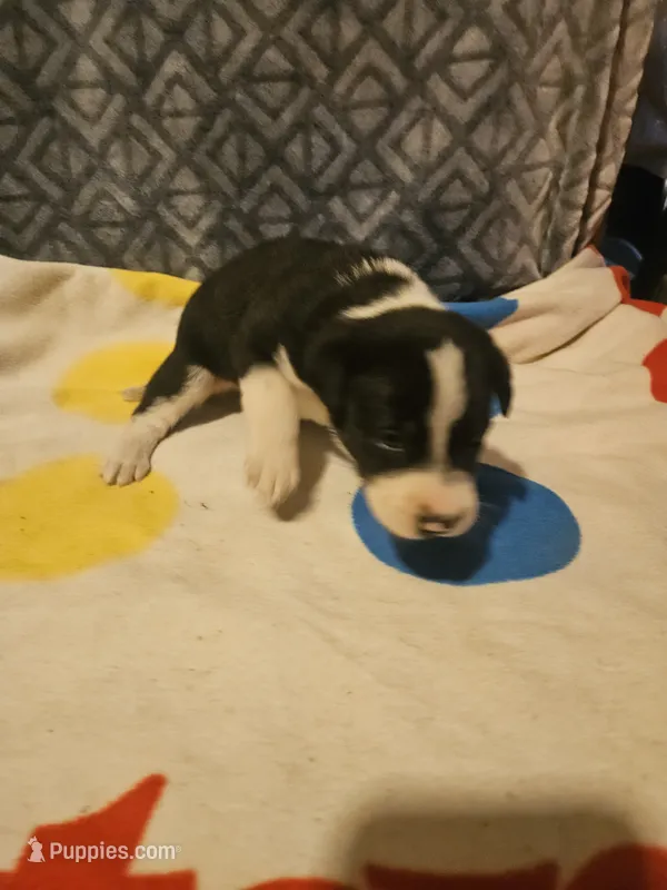 Bo (Traditional Markings) – Border Collie puppy for sale in Cape Girardeau, MO
