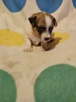 Buddy (T-Cup, Call-Text), a male Chihuahua for sale in Cape Girardeau, MO – 3 of 10