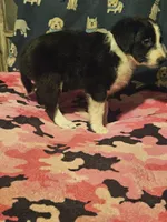 Noddy (Teddy Bear Chihuahua), a male Chihuahua for sale in Cape Girardeau, MO – 8 of 10
