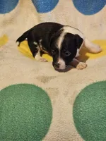 Checker (T-Cup, Call-Text), a male Chihuahua for sale in Cape Girardeau, MO – 10 of 10
