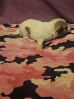 Charlie, a male Chihuahua for sale in Cape Girardeau, MO – 6 of 10