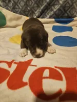Duke, a male Border Collie for sale in Cape Girardeau, MO – 5 of 10