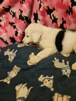 Inman (Blueish Eyes!), a male Border Collie for sale in Cape Girardeau, MO – 10 of 10