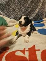 Noddy (T-Cup), a male Chihuahua for sale in Cape Girardeau, MO – 6 of 9