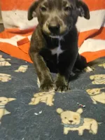 Filly (Lilac Blue Color), a female Border Collie for sale in Cape Girardeau, MO – 6 of 10