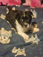 Buttet "T-Cup", a female Chihuahua for sale in Cape Girardeau, MO – 7 of 10