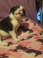 Tia (Call-Text), a female Border Collie for sale in Cape Girardeau, MO – 7 of 10