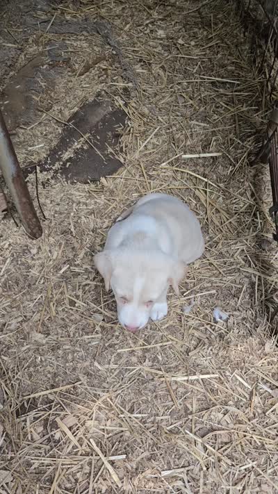 Emily "Sable/EE Red", a female Border Collie for sale in Cape Girardeau, MO – 9 of 10