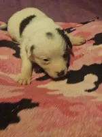 Billie (Call-Text), a male Chihuahua for sale in Cape Girardeau, MO – 4 of 10