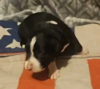 GiGi (Call-Text), a female Border Collie for sale in Cape Girardeau, MO – 4 of 10