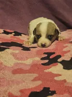Charlie, a male Chihuahua for sale in Cape Girardeau, MO – 8 of 10