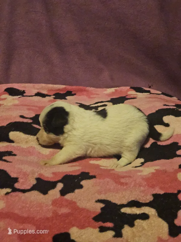 Billie (Call-Text) – Chihuahua puppy for sale in Cape Girardeau, MO