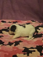 Billie (Call-Text), a male Chihuahua for sale in Cape Girardeau, MO – 1 of 10