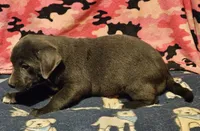 Filly (Lilac Color), a female Border Collie for sale in Cape Girardeau, MO – 6 of 9