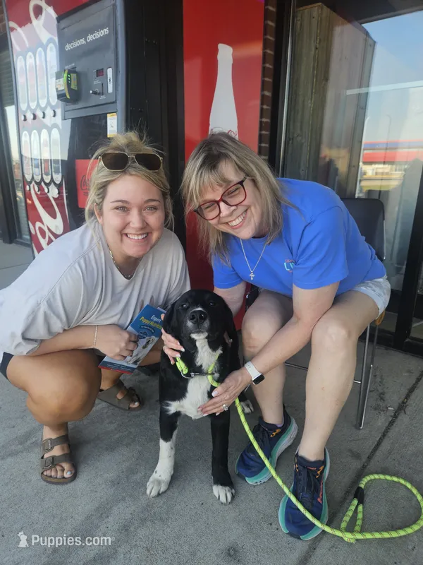 Ice (Trained) – Border Collie puppy for sale in Cape Girardeau, MO