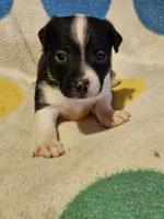 Checker (T-Cup, Call-Text), a male Chihuahua for sale in Cape Girardeau, MO – 5 of 10