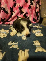Jay, a male Border Collie for sale in Cape Girardeau, MO – 4 of 10