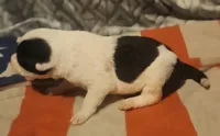 Halley (Fluffy, Blue Eyes), a female Border Collie for sale in Cape Girardeau, MO – 6 of 10