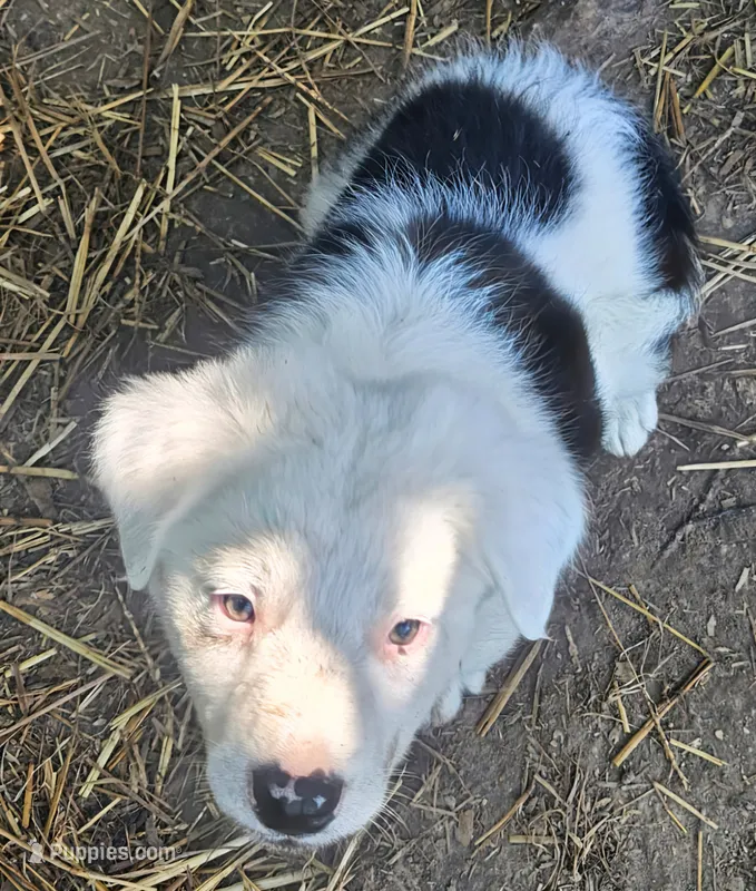 Inman (Blue/Green Eyes!) – Border Collie puppy for sale in Cape Girardeau, MO