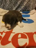 Duke, a male Border Collie for sale in Cape Girardeau, MO – 2 of 10