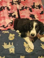 Noddy (Mini; Call-Text), a male Border Collie for sale in Cape Girardeau, MO – 3 of 10