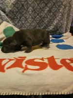 Filly "Lilac:, a female Border Collie for sale in Cape Girardeau, MO – 4 of 10