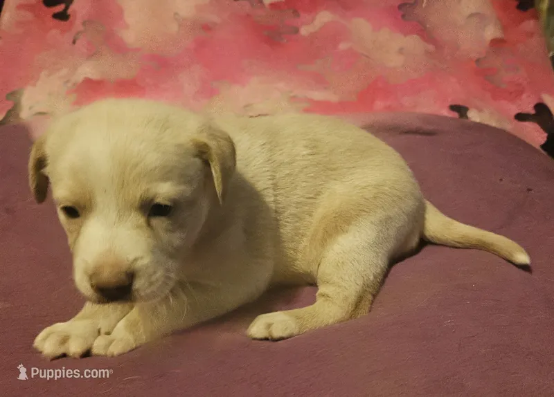 Emily "EE Red" – Border Collie puppy for sale in Cape Girardeau, MO