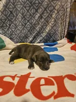 Filly "Lilac:, a female Border Collie for sale in Cape Girardeau, MO – 8 of 10