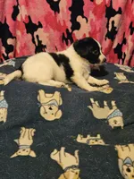 Price (T-Cup), a female Chihuahua for sale in Cape Girardeau, MO – 7 of 10
