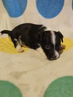 Checker (T-Cup, Call-Text), a male Chihuahua for sale in Cape Girardeau, MO – 8 of 10