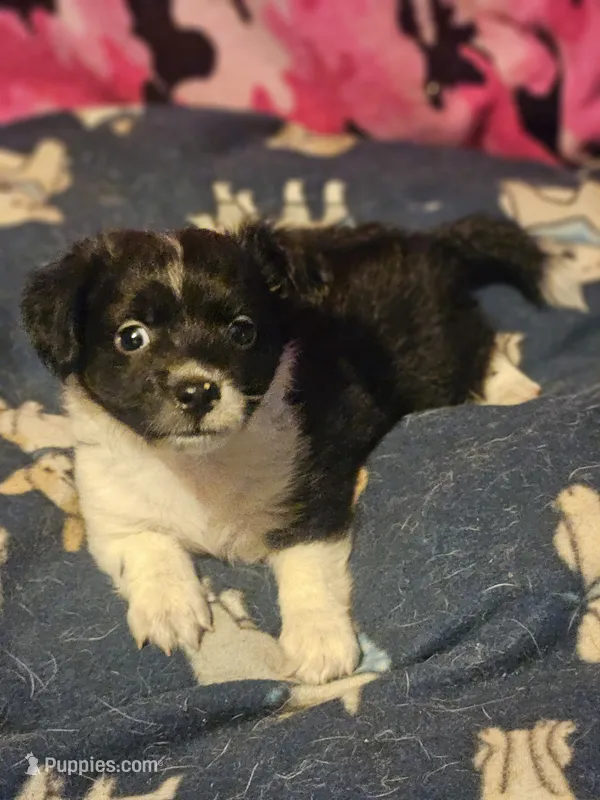 Buttet "T-Cup" – Chihuahua puppy for sale in Cape Girardeau, MO