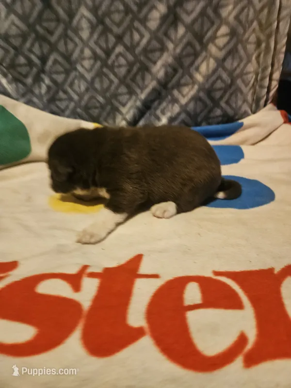 Duke – Border Collie puppy for sale in Cape Girardeau, MO