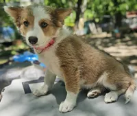 Suzy (Blue Eyes), a female Border Collie for sale in Cape Girardeau, MO – 5 of 5