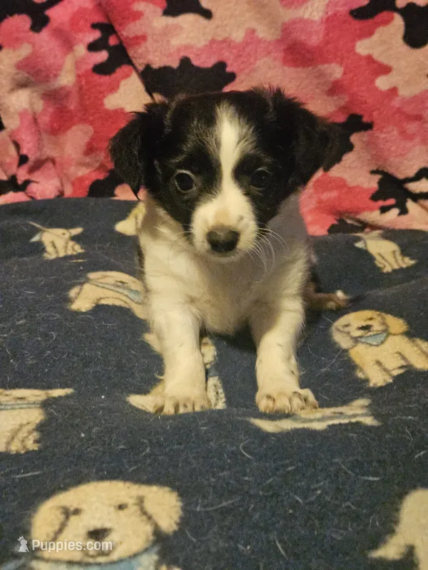 Price (T-Cup Chihuahua!) – Chihuahua puppy for sale in Cape Girardeau, MO
