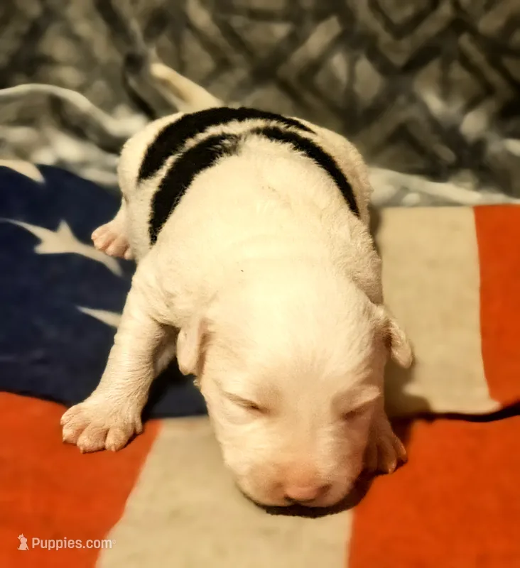 Inman (Blue Eyes!) – Border Collie puppy for sale in Cape Girardeau, MO