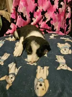 Jay, a male Border Collie for sale in Cape Girardeau, MO – 6 of 10