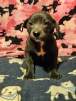Filly (Lilac Color), a female Border Collie for sale in Cape Girardeau, MO – 2 of 9
