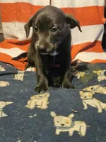 Filly (Lilac Blue Color), a female Border Collie for sale in Cape Girardeau, MO – 9 of 10