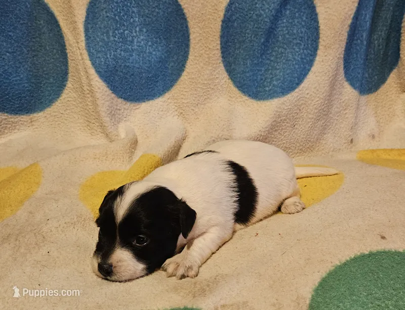 Emma (T-Cup, Call-Text) – Chihuahua puppy for sale in Cape Girardeau, MO