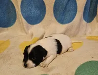 Emma (T-Cup, Call-Text), a female Chihuahua for sale in Cape Girardeau, MO – 1 of 10