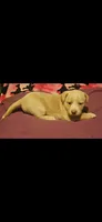 Emily "Sable/EE Red", a female Border Collie for sale in Cape Girardeau, MO – 8 of 10