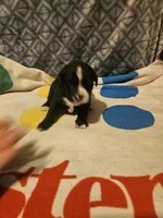 Girly, a female Border Collie for sale in Cape Girardeau, MO – 7 of 10