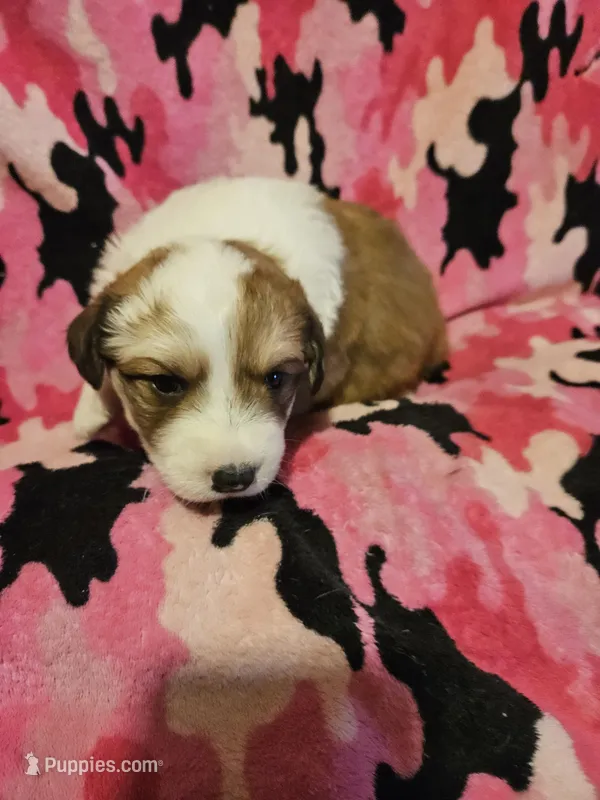 Trish (Call-Text) – Border Collie puppy for sale in Cape Girardeau, MO
