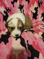 Trish (Call-Text), a female Border Collie for sale in Cape Girardeau, MO – Photo 5 of 10