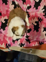 Trish (Call-Text), a female Border Collie for sale in Cape Girardeau, MO – Photo 7 of 10