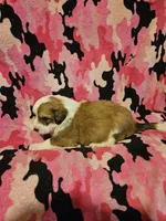 Trish (Call-Text), a female Border Collie for sale in Cape Girardeau, MO – Photo 2 of 10