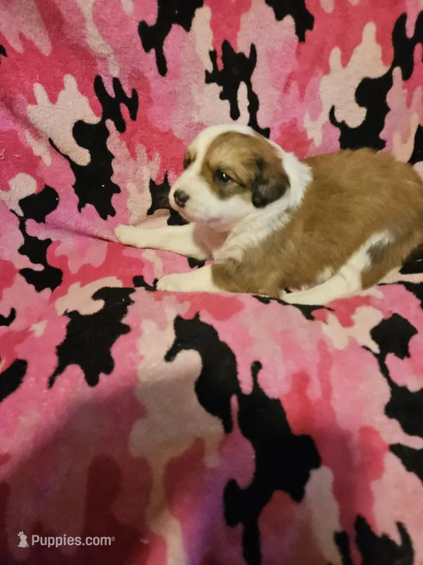 Trish (Call-Text), a female Border Collie for sale in Cape Girardeau, MO – Photo 1 of 10