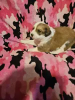 Trish (Call-Text), a female Border Collie for sale in Cape Girardeau, MO – Photo 1 of 10