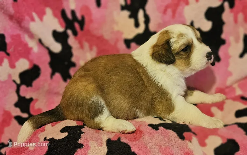 Trish (Call-Text) – Border Collie puppy for sale in Cape Girardeau, MO